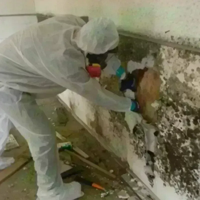 Mold Remediation and Removal in Bayou Vista, TX